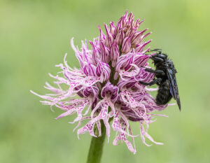 Italienisches Knabenkraut - Orchis italica mit Holzbiene