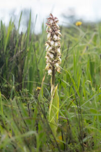 Riesenknabenkraut - Himantoglossum robertianum