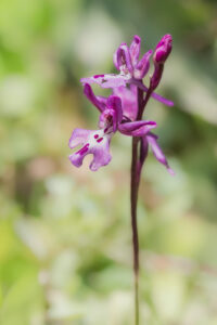 Anatolisches Knabenkraut - Orchis anatolica