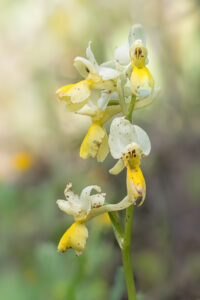 Armblütiges Knabenkraut - Orchis pauciflora