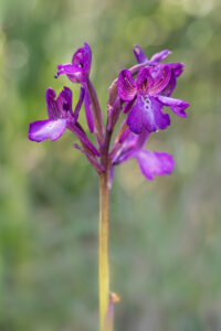 Borys Knabenkraut - Anacamptis boryi