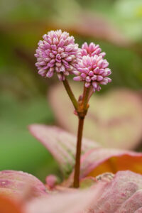 Knöpfchen-Knöterich - Persicaria capitata