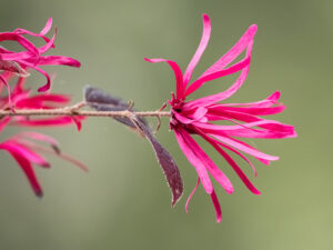 Chinesische Riemenblüte - Loropetalum chinense