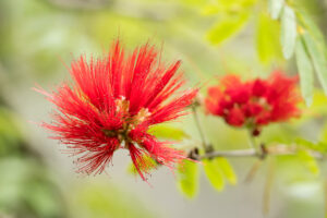 Puderquastenstrauch - Calliandra sp.