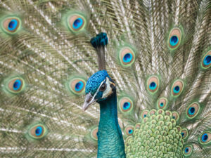Männlicher Blauer Pfau - Pavo cristatus