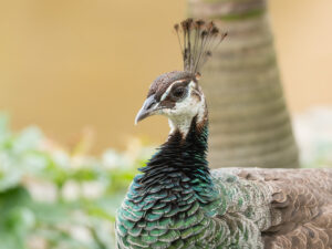 Weiblicher Blauer Pfau - Pavo cristatus
