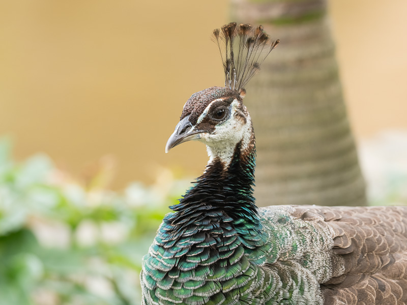 Weiblicher Blauer Pfau - Pavo cristatus