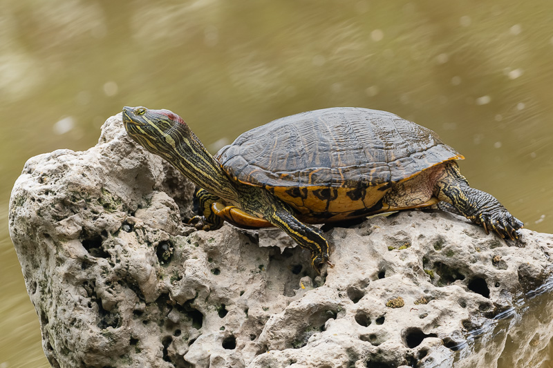 Rotwangen-Schmuckschildkröte - Rachemys scripta elegans