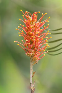 Grevillea sp.