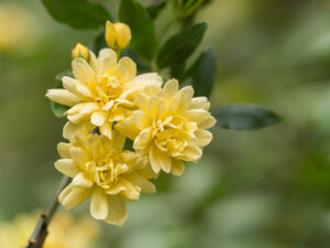 Gelbe Banks-Rose - Rosa banksiae var. lutea