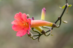 Unbestimmte Blume