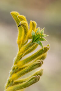 Känguru-Blume - Anigozanthos sp.