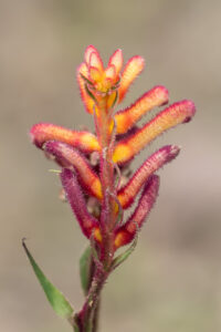 Känguru-Blume - Anigozanthos sp.