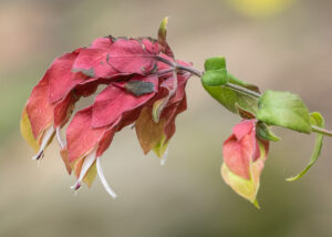 Zimmerhopfen - Justicia brandegeeana