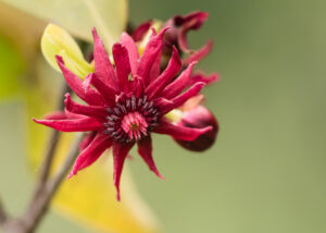 Florida-Anis - Illicium floridanum