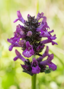Betonie - Betonica sp.