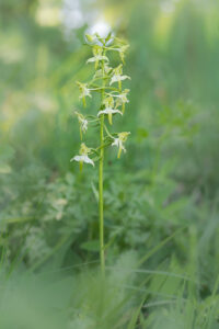 Grünliche Waldhyazinthe - Platanthera chlorantha
