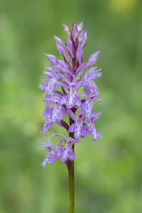Fuch's Knabenkraut - Dactylorhiza fuchsii