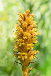 Sommerwurz - Orobanche sp.