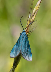 Ampfer-Grünwidderchen - Adscita statices