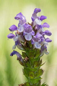 Großblütige Braunelle - Prunella grandiflora
