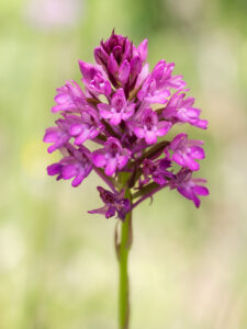 Pyramidenorchis - Anacamptis pyramidalis