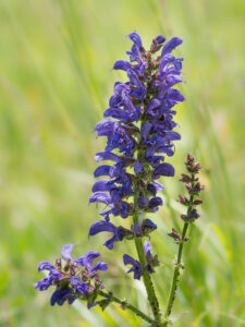 Salbei - Salvia sp.