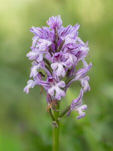 Dreizähniges Knabenkraut - Neotinea tridentata