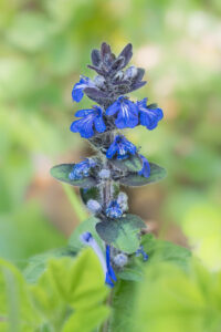 Kriechender Günsel - Ajuga reptans