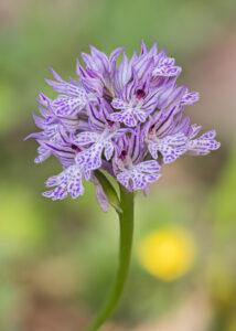 Dreizähniges Knabenkraut - Neotinea tridentata