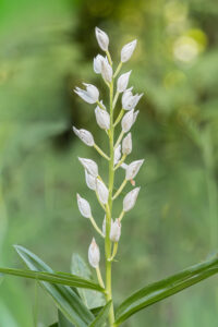Langblättriges Waldvöglein - Cephalanthera longifolia