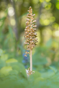 Vogel-Nestwurz - Neottia nidus-avis